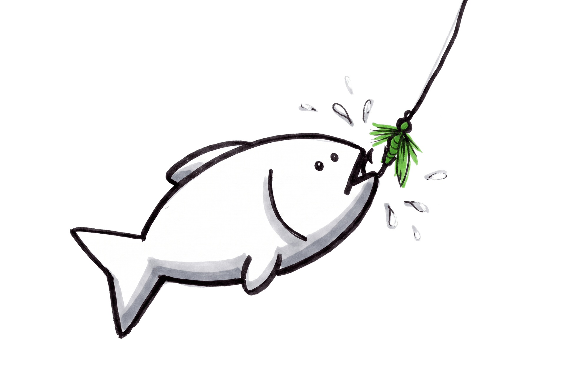 A fish biting a green hand-tied fishing lure, line taut